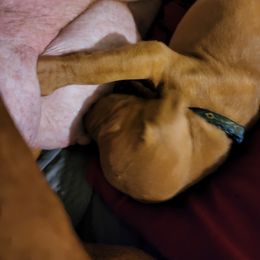 Vizsla Puppies from Western Tennessee Vizslas
