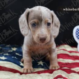 Boy 5 - Dapple male Dachshund puppy in Denver, Colorado from Whinebarkdachshunds LLC