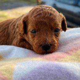 Caroline - Red  female Poodle puppy in Labelle, Florida from RomLein Poodle
