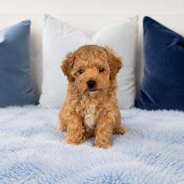 Biscuit - Apricot male Maltipoo puppy in St. George, Utah from Winchester Hills Poodles and Doodles