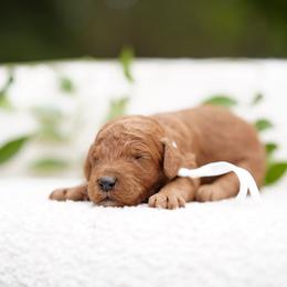 White collar - Red  female Goldendoodle puppy in Spokane, Washington from Doodle Love