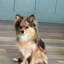 Pomeranians from My Bella’s Pomeranians