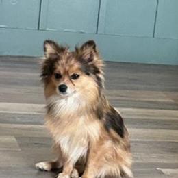 Pomeranians from My Bella’s Pomeranians