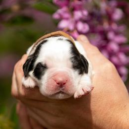 Saint Bernard Puppies from Southern Giants
