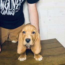 Elmo - Mahogany and white male Basset Hound puppy in Tollesboro, Kentucky from Low and Slow Bassets
