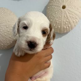 Bugatti - Chalk male Australian Labradoodle puppy in Orange, California from Little Kingdom Doodles