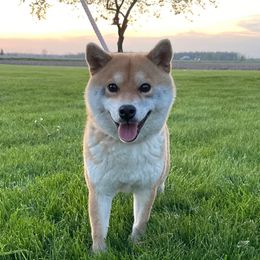 Luna - Shiba Inu