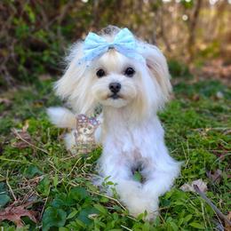 Korean Taiyang - Cream male Maltipoo puppy in Barren Springs, Virginia from Seeking Shalom Acres Maltese, Maltipoos & Havamalts
