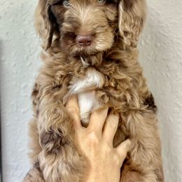 Reese - Goldendoodle puppy from Doodlepark