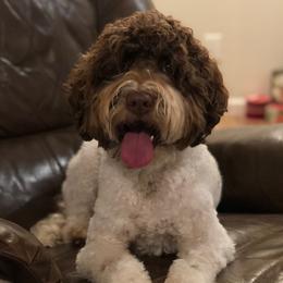 Nash - Australian Labradoodle