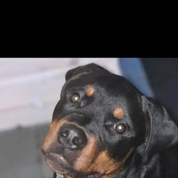 Rottweiler Puppies from Iron Clad Rottweiler