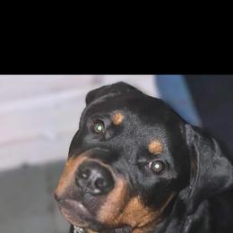 Rottweiler Puppies from Iron Clad Rottweiler