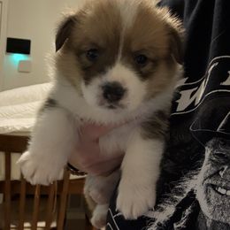 Black - Spot - White and red male Pembroke Welsh Corgi puppy in Largo, Florida from Nauti Corgi’s