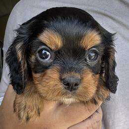 Triscuit - Black and tan female Cavalier King Charles Spaniel puppy in Boardman, Ohio from Taliaferro Kennel