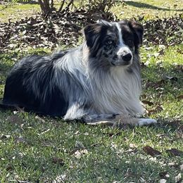 Blue - Australian Shepherd