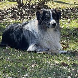 Blue - Australian Shepherd