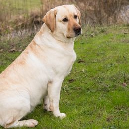 Labrador Retrievers from Hartsells Retrievers