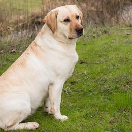 Labrador Retrievers from Hartsells Retrievers