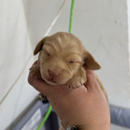 Girl 1 - Cream Dachshund puppy in Las Animas, Colorado from J&D Dachsies