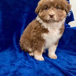 Ginger - Red tri-color female Australian Shepherd puppy in Collinston, Utah from Corbridge Aussies