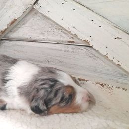 Girl 2 - Black tri-color female Aussiedoodle puppy in Roanoke, Virginia from Miniature Angels Farm