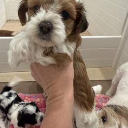 Bernedoodle, Cavapoo, Havanese, and Havapoo Puppies from Lady Paws Puppies - Cassie