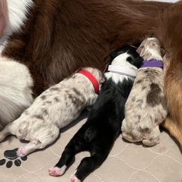 Australian Shepherd Puppies from Ruff & Tumble Australian Shepherds
