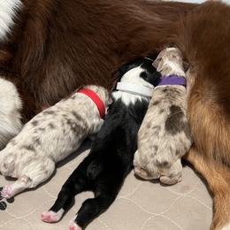Australian Shepherd Puppies from Ruff & Tumble Australian Shepherds