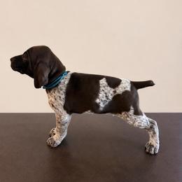 Teal girl - Liver and white female German Shorthaired Pointer puppy in Roseville, California from Valley Pointers