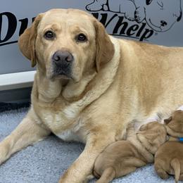 Labrador Retriever Puppies from Ashland Labradors