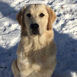 Golden Retrievers and Siberian Huskies from Nevani Goldens & Siberians