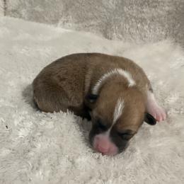 Goldie - Red female Pembroke Welsh Corgi puppy in Morgantown, Pennsylvania from GoldStar Corgis (License Number 18519)