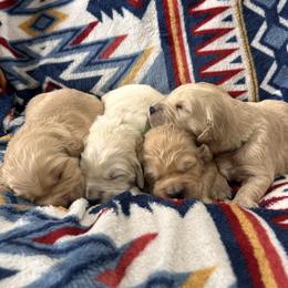 3rd pick on waitlist - Golden male Golden Retriever puppy in Clay Center, Nebraska from Storm Chasers- Golden Retrievers & Basset Hounds
