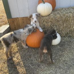 Miniature Australian Shepherd Puppies from Wild Outlaw Aussies