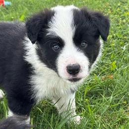 Rocky - White and seal male Border Collie puppy in Dorr, Michigan from Pineview Farm