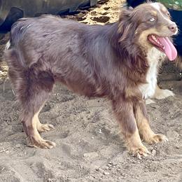 Bentley - Miniature Australian Shepherd