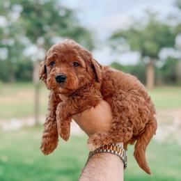 Frisco - Red  male Goldendoodle puppy in Iola, Texas from Supreme Doodles of Texas