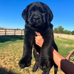 Labrador Retriever Puppies from Blue Line Labradors