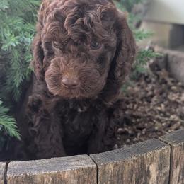 Puppy 5 - Chocolate male Australian Labradoodle puppy in Yamhill, Oregon from FitzGerald Kennels
