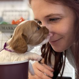 Cavalier King Charles Spaniel Puppies from Colorful Cavaliers