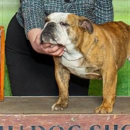 Barbie - Bulldog
