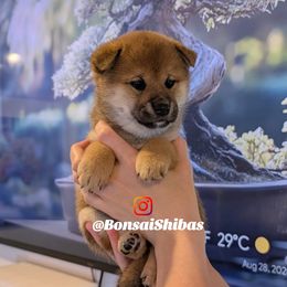 WILLOW - Red female Shiba Inu puppy in Minnesota from BonsaiShibas