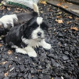 Boy 2 - Black and white male Shih Tzu puppy in Little Falls, Minnesota from Tough Shih