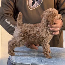 Rogan - Red  male Poodle puppy in Florence County, South Carolina from Modern Family Standards