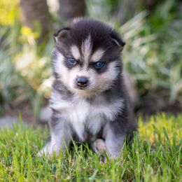 Alaskan Klee Kai puppies from Nornir Kennels