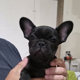 Lurch - Black male French Bulldog puppy in Cabool, Missouri from Shannon French Bulldogs