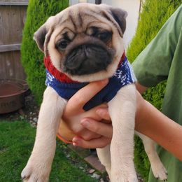 Pug Puppies from Colossal Pugs
