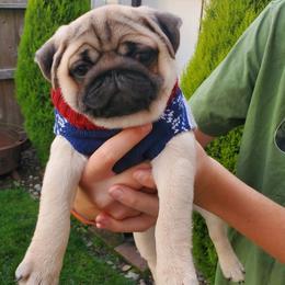 Pug Puppies from Colossal Pugs