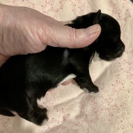 Maltipoo, Morkie, and Yorkipoo Puppies from Danza Bolo