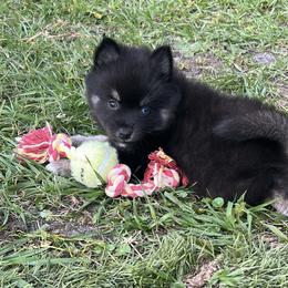 Oreo - Wolf sable male Pomsky puppy in Pasco County, Florida from Pomsky Hills